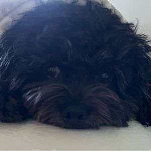 Meet your Posher, LAC